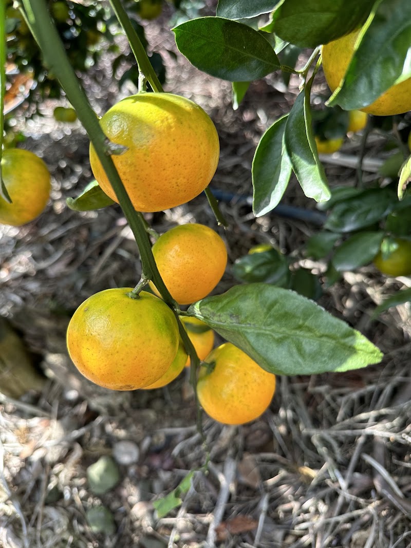 Odeung Gamgyul Orange Farm
