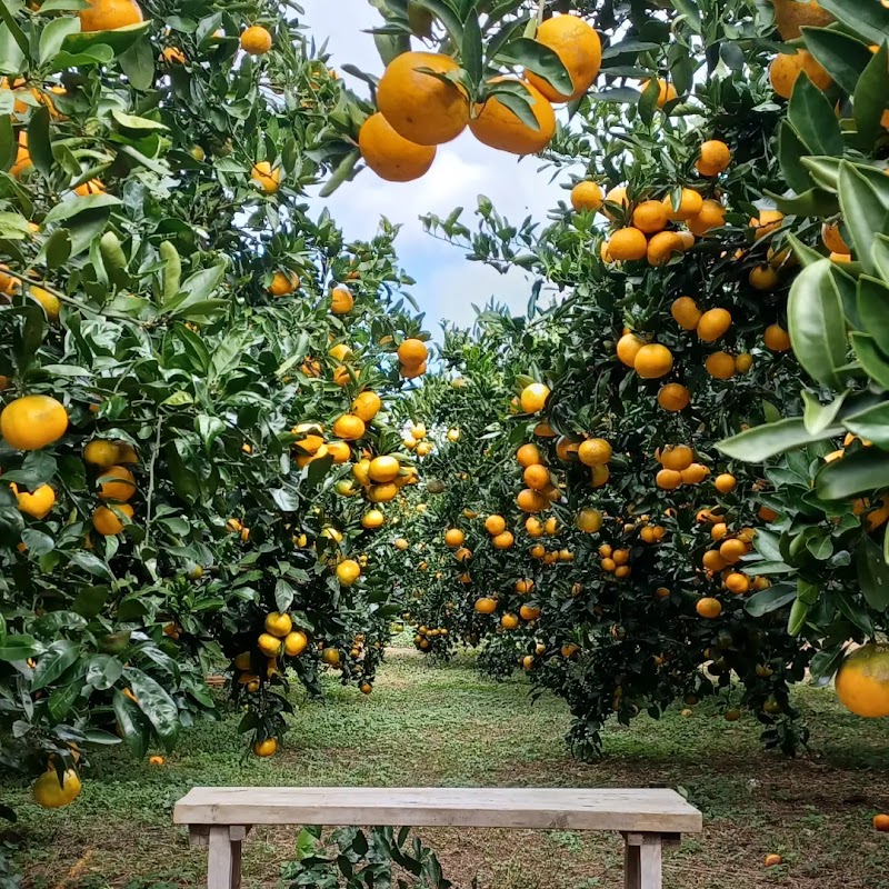 Jeju Organic Tangerine Farm